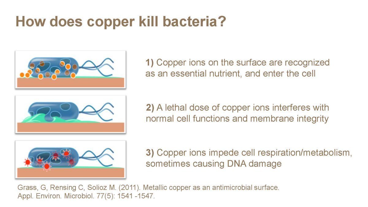 How Does Copper Kill Bacteria?