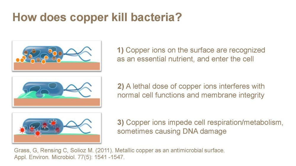 how-does-copper-kill-bacteria