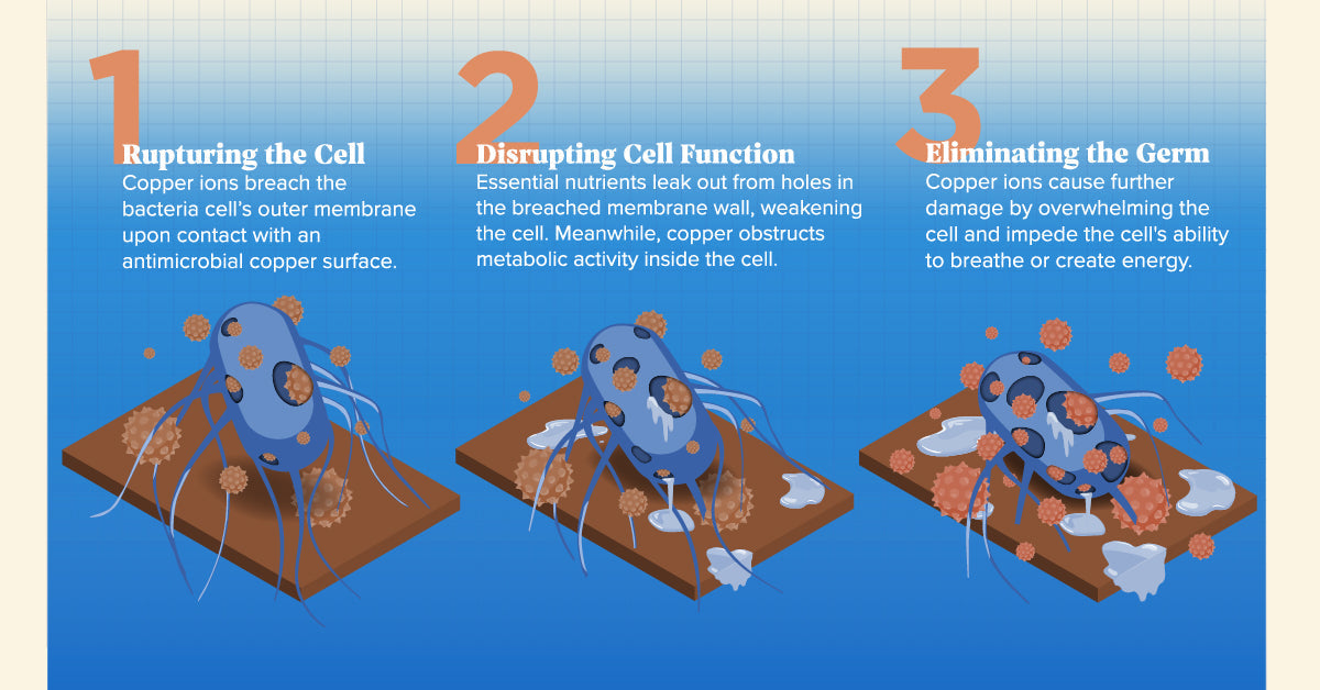 Protect Your Brain—Stop Germs Before They Start! | StayWell Copper